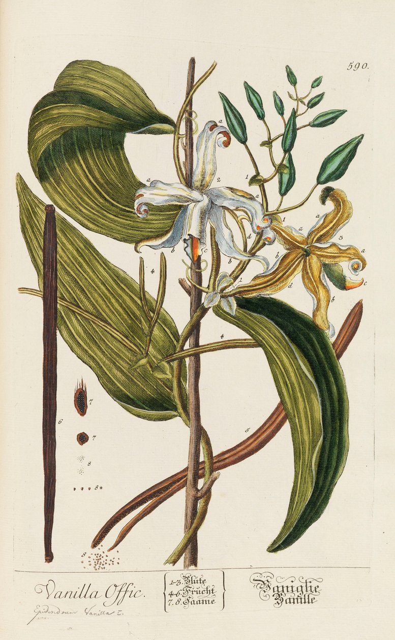 Blackwellian Herbarium tarkistettu ja laajennettu, 1754-1773. tekijältä Elizabeth Blachrie Blackwell