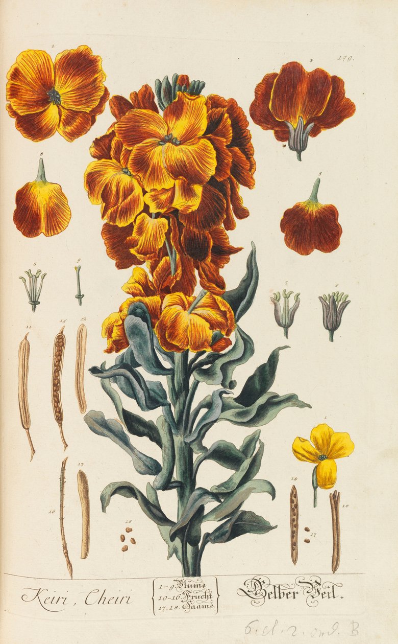 Blackwellian Herbarium tarkistettu ja laajennettu, 1754-1773. tekijältä Elizabeth Blachrie Blackwell