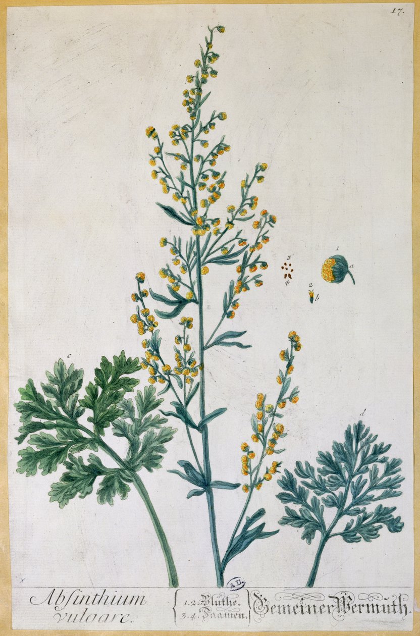 Absintti, taiteilijan Herbarium Blackwellianum -levy, 1757 (värikaiverrus) tekijältä Elizabeth Blackwell