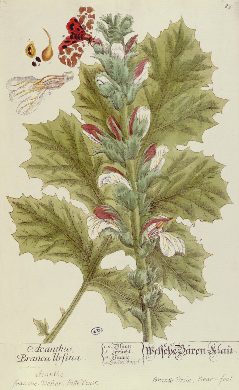 Acanthus Branca Ursina, A Curious Herbal, julkaistu Nürnburgissa vuonna 1757 tekijältä Elizabeth Blackwell
