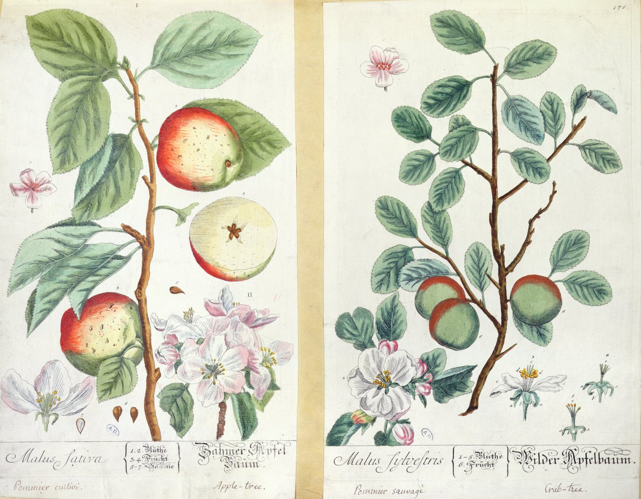 Omenat, Malus Sativa ja Malus Sylvestris, Herbarium Blackwellianum, 1757 tekijältä Elizabeth Blackwell