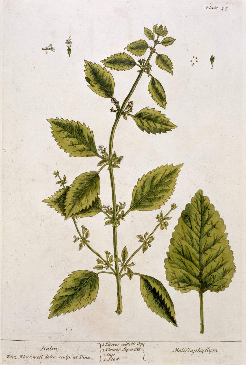 Balsami, levy 27 julkaisusta "A Curious Herbal", julkaistu 1782 (värikaiverrus) tekijältä Elizabeth Blackwell