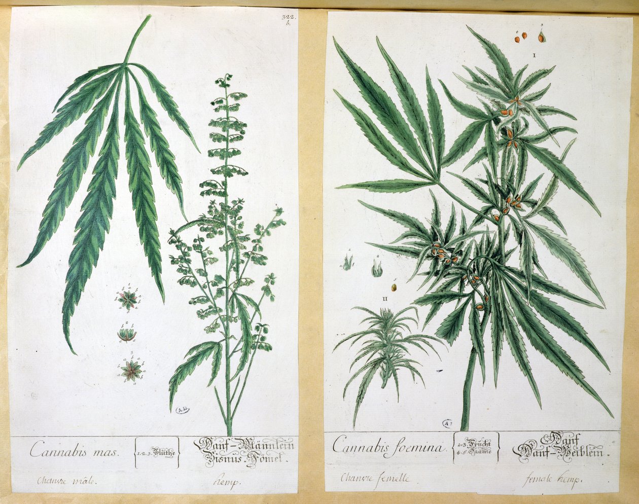 Cannabis mas ja Cannabis foemina, Herbarium Blackwellianum, 1757 (kynä ja muste ja wc paperilla) tekijältä Elizabeth Blackwell