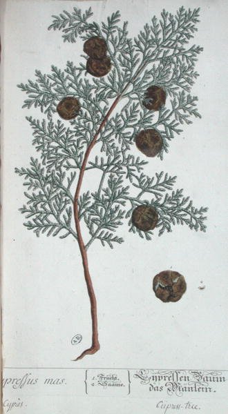 Sypressipuu, kirjasta "Erikoinen yrtti", julkaistu Nürnbergissä 1757 (värillinen kaiverrus). tekijältä Elizabeth Blackwell