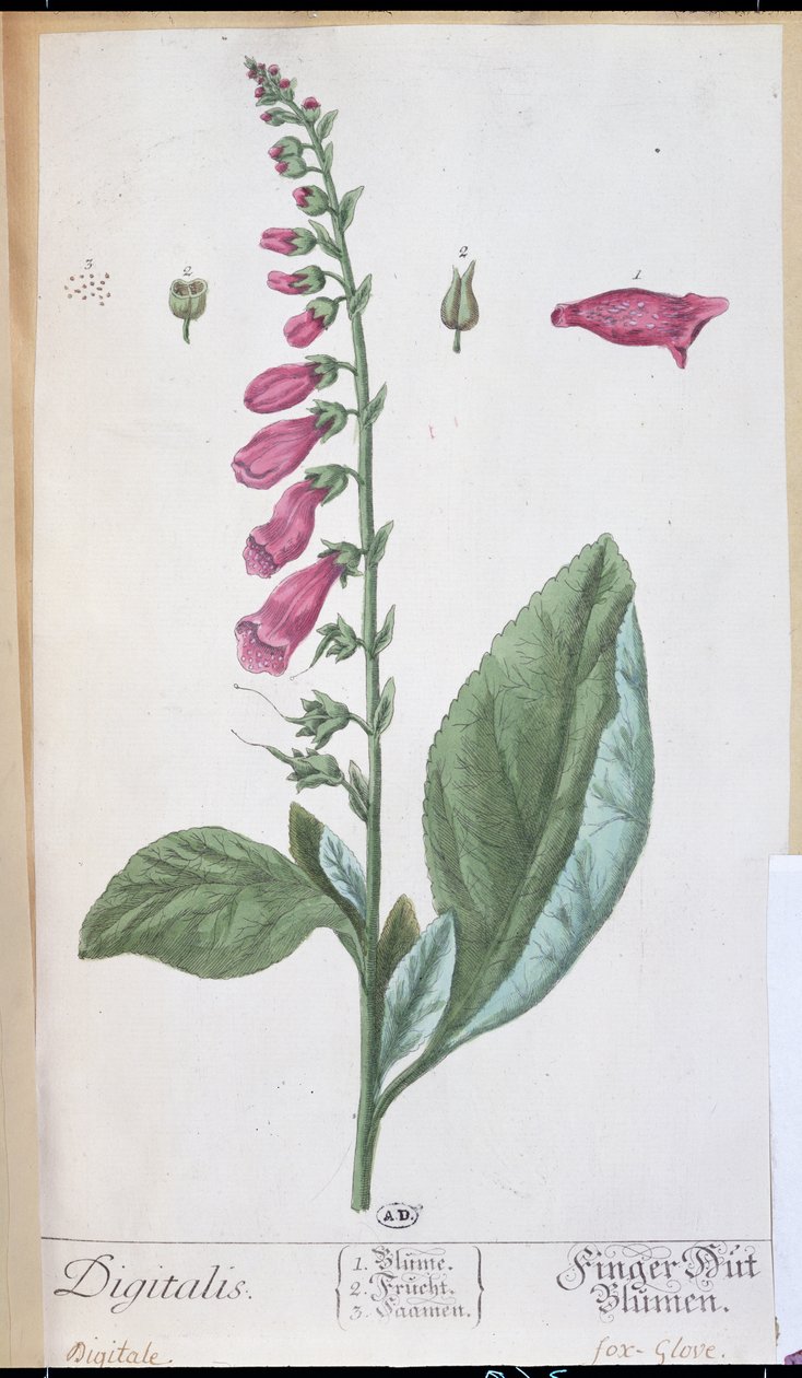 Digitalis purpurea, Herbarium Blackwellianum, 1757 (kynä ja muste ja wc paperilla) tekijältä Elizabeth Blackwell