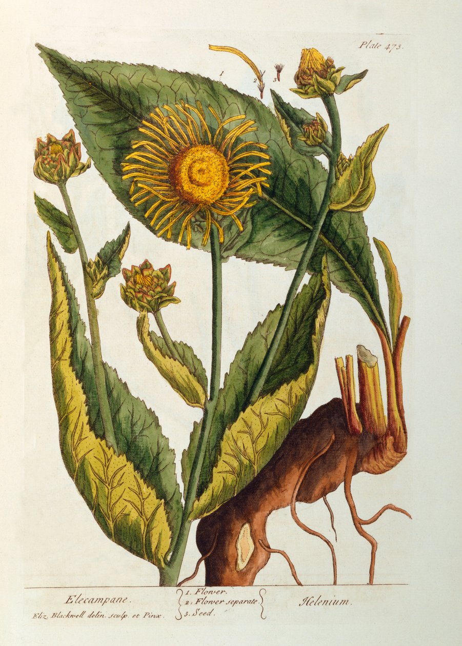 Elecampane, levy 473 "A Curious Herbalista", julkaistu 1782 (värikaiverrus) tekijältä Elizabeth Blackwell