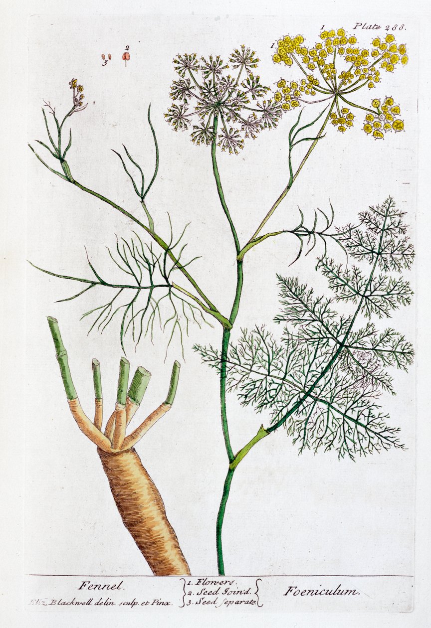 Fenkoli, 1782 tekijältä Elizabeth Blackwell