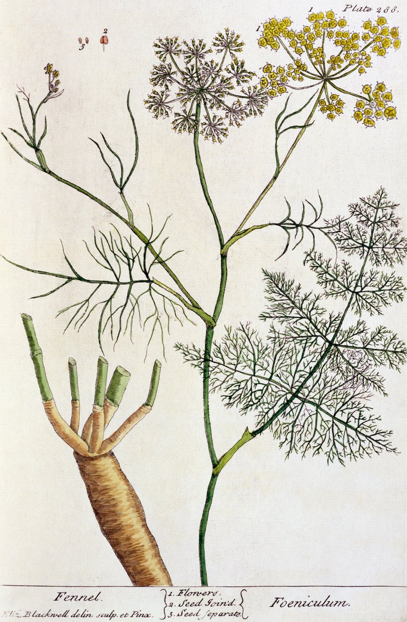 Fenkoli, levy 288 kirjasta "A Curious Herbal", julkaistu 1782 (värikaiverrus) tekijältä Elizabeth Blackwell