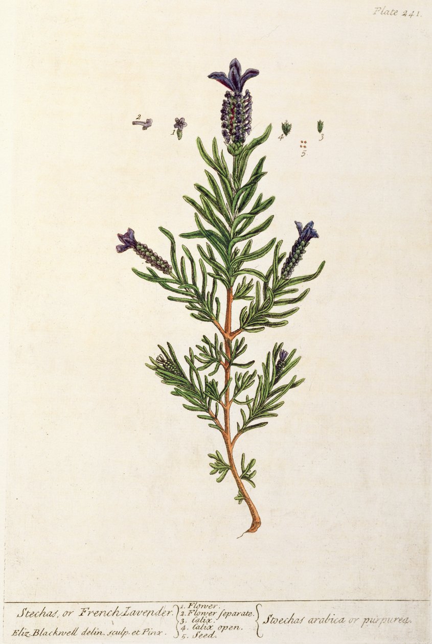 Ranskalainen laventeli, levy 241 kirjasta "A Curious Herbal", julkaistu 1782 (värikaiverrus) tekijältä Elizabeth Blackwell
