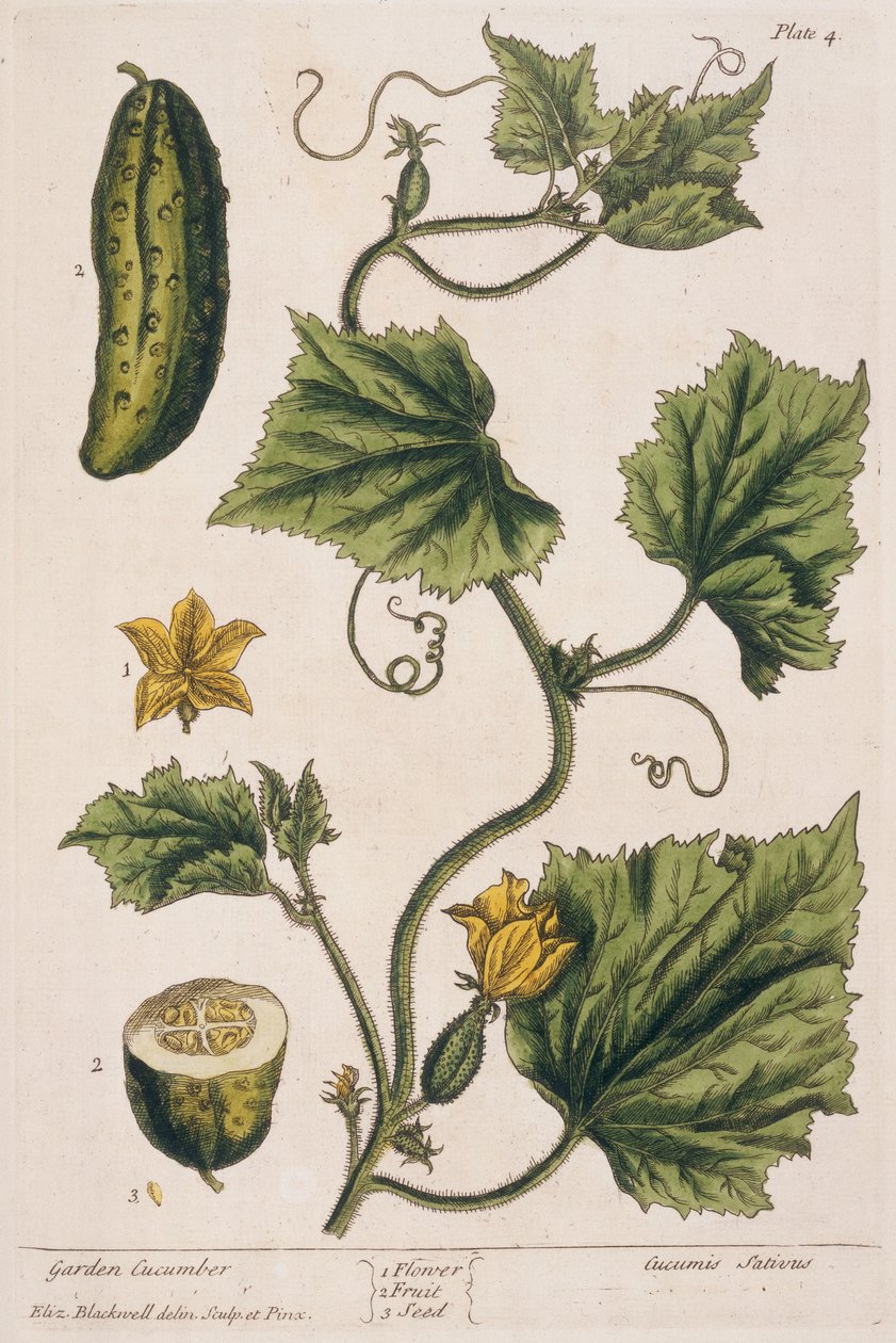 Puutarhakurkku, levy 4 julkaisusta "A Curious Herbal", julkaistu 1782 (värikaiverrus) tekijältä Elizabeth Blackwell