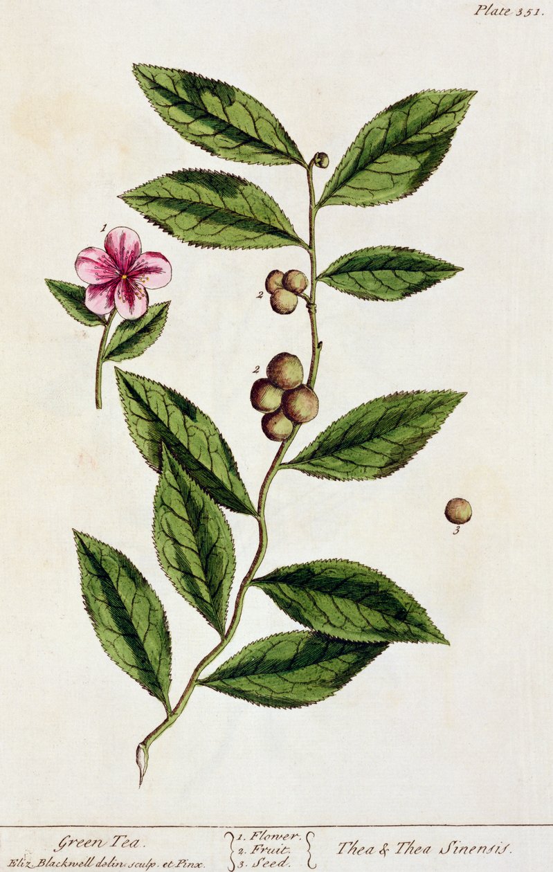 Vihreä tee, lautanen 351 kirjasta "A Curious Herbal", julkaistu 1782 (värikaiverrus) tekijältä Elizabeth Blackwell