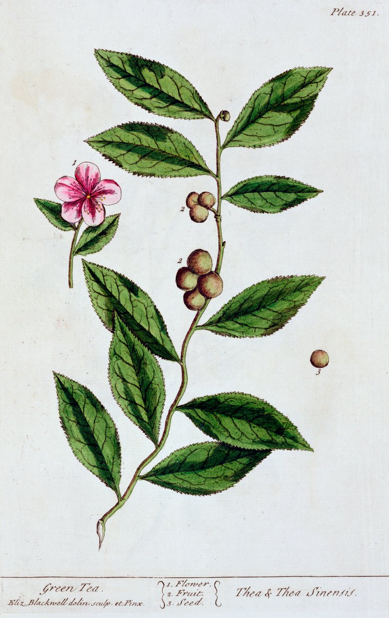 Vihreä tee, 1782 tekijältä Elizabeth Blackwell