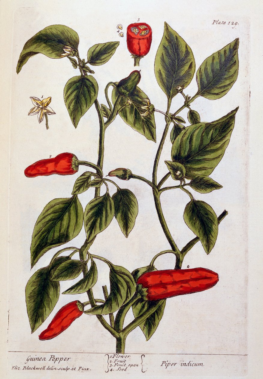 Guineapippuri, levy 129 teoksesta "A Curious Herbal", julkaistu 1782 (värikaiverrus). tekijältä Elizabeth Blackwell