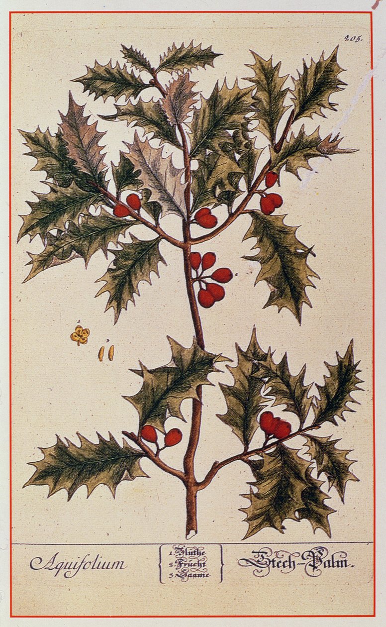 Holly elokuvasta A Curious Herbal, 1782 tekijältä Elizabeth Blackwell