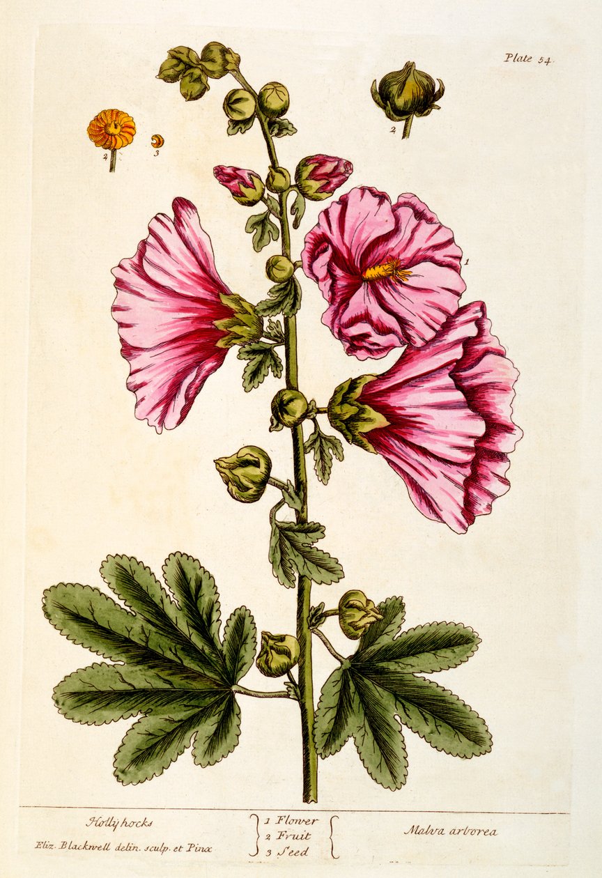 Hollyhocks, levy 54 kirjasta "A Curious Herbal", julkaistu 1782 (värikaiverrus) tekijältä Elizabeth Blackwell