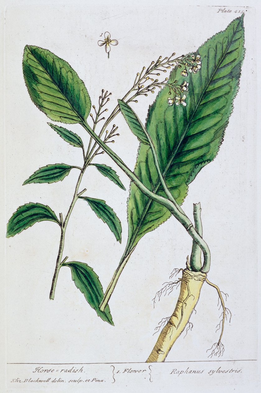 Piparjuuri, 1782 tekijältä Elizabeth Blackwell