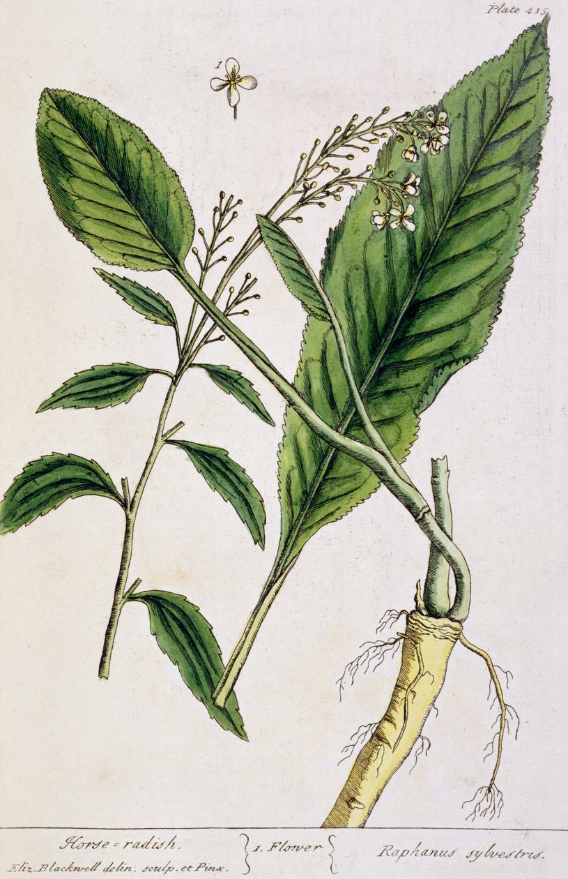 Piparjuuri, levy 415 kirjasta "A Curious Herbal", julkaistu 1782 (värikaiverrus) tekijältä Elizabeth Blackwell