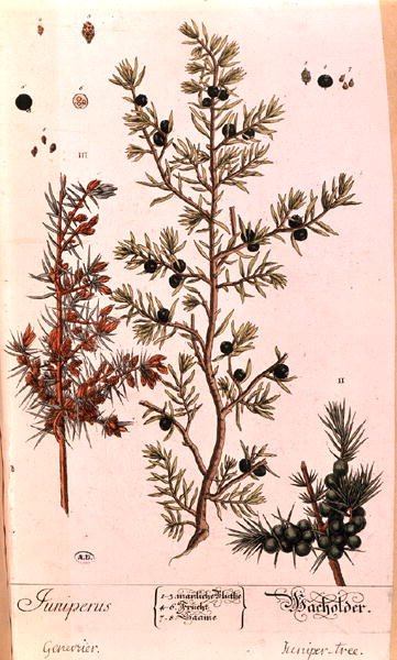 Katajalevy (Juniperus) saksankielisestä "A Curious Herbal" -julkaisusta, julkaistu vuonna 1757 (värillinen kaiverrus) tekijältä Elizabeth Blackwell