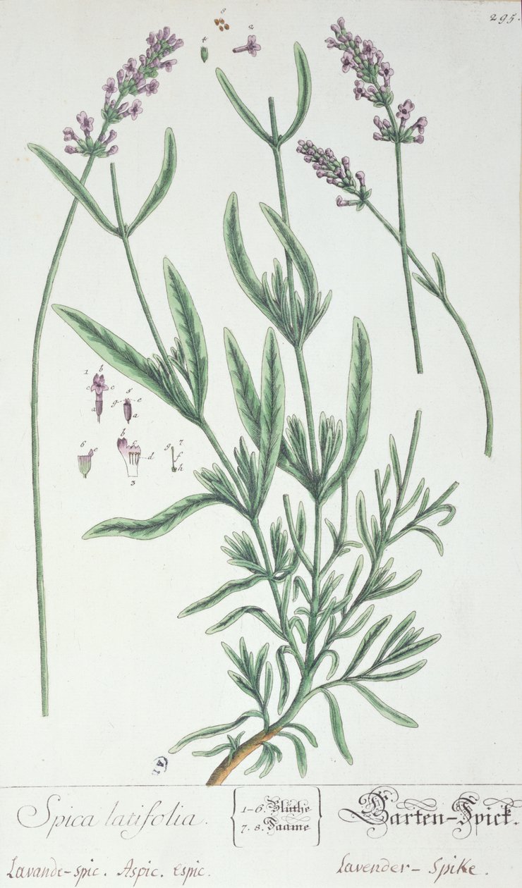 Laventelin piikki, taiteilijan laatta 