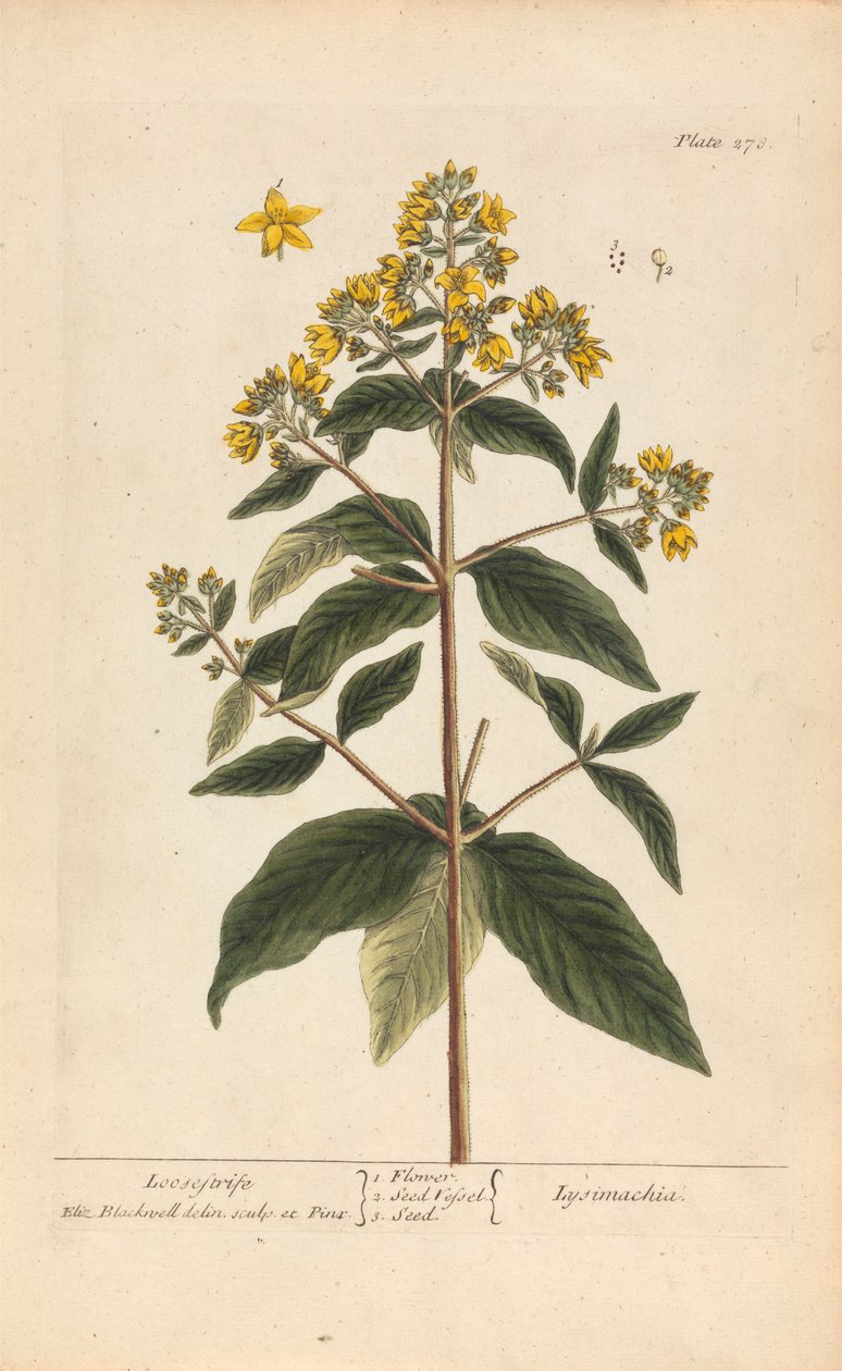Lysimachia (Loosestrife), levy 278 teoksesta "A Curious Herbal", osa II, Lontoo, 1737 tekijältä Elizabeth Blackwell