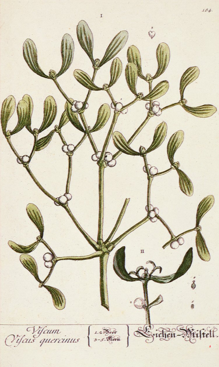 Misteli elokuvasta "A Curious Herbal", 1782 tekijältä Elizabeth Blackwell