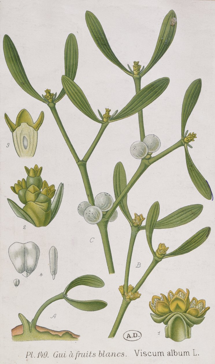 Misteli, kirjasta "A Curious Herbal", joka julkaistiin Nürnbergissä vuonna 1757. tekijältä Elizabeth Blackwell