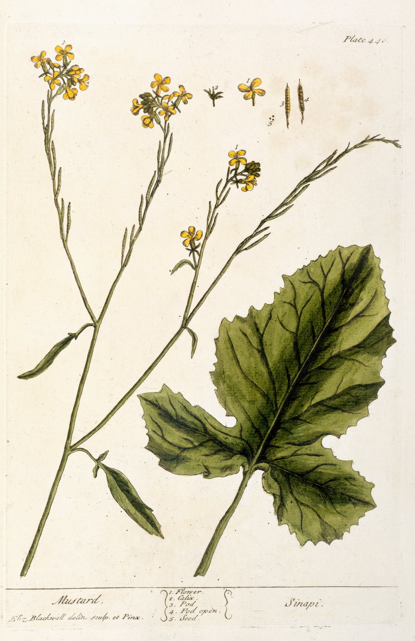Sinappi, levy 446 kirjasta "A Curious Herbal", julkaistu 1782 (värikaiverrus) tekijältä Elizabeth Blackwell
