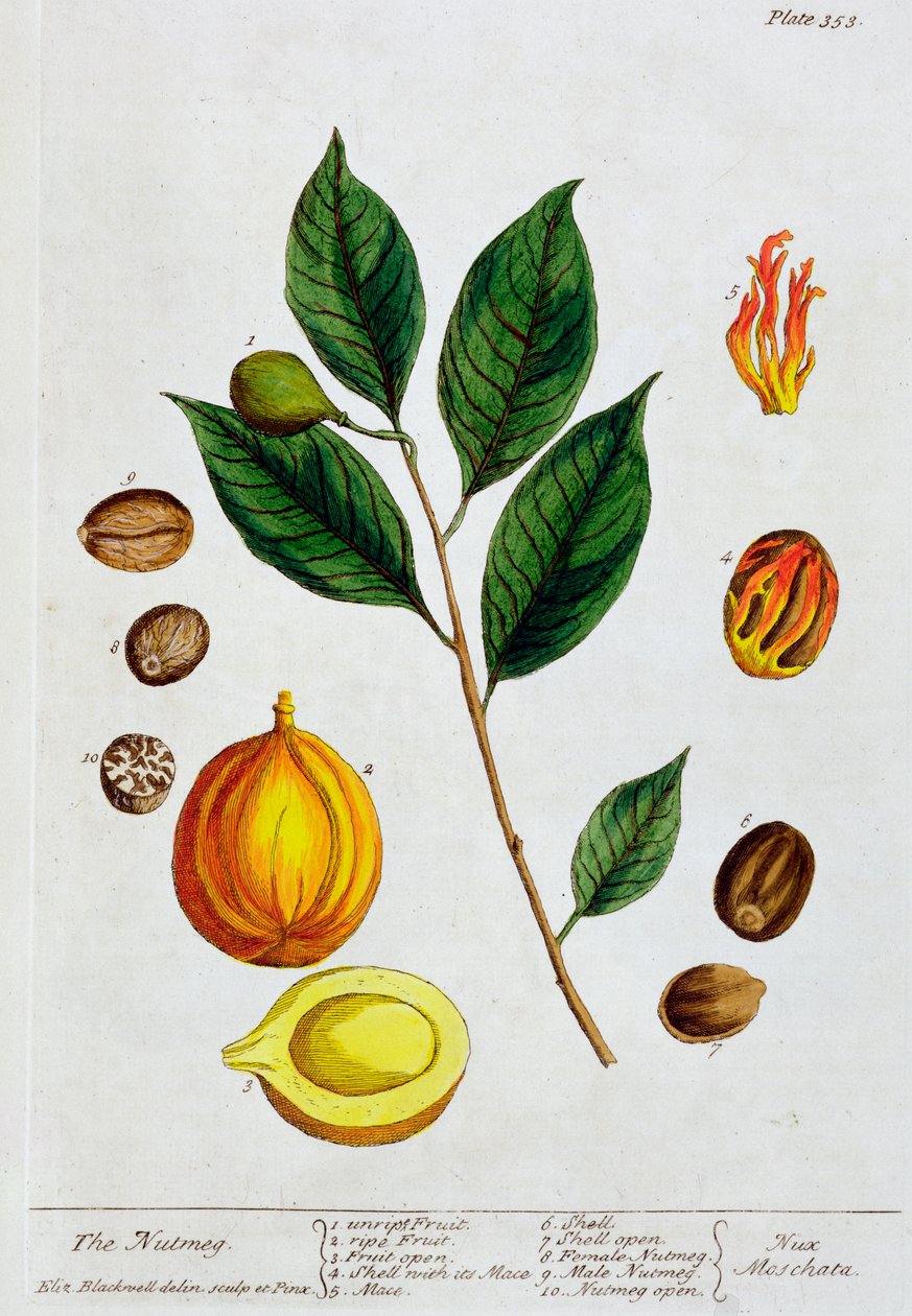 Muskottipähkinä, 1782 tekijältä Elizabeth Blackwell