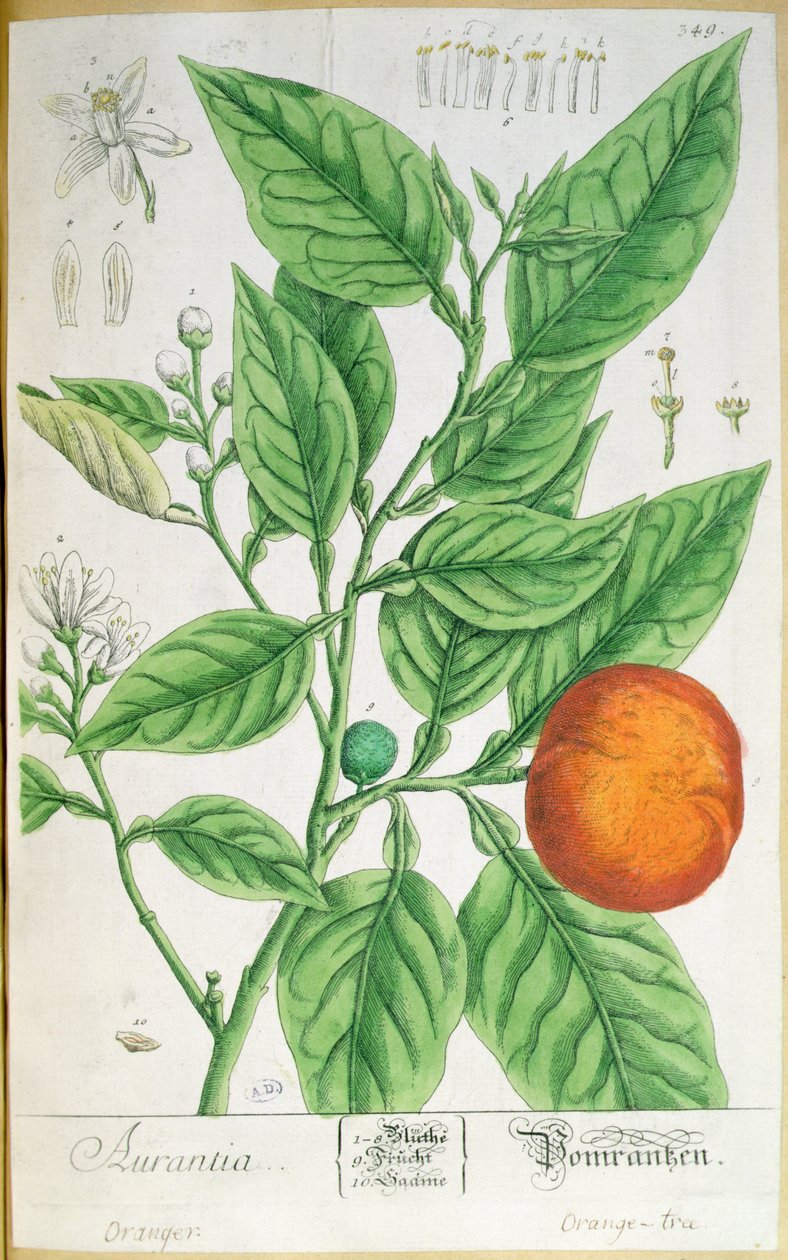 Hedelmäinen appelsiinioksa, Nürnbergissä vuonna 1757 julkaistusta "A Curious Herbal" -kirjoituksesta (värillinen kaiverrus) tekijältä Elizabeth Blackwell