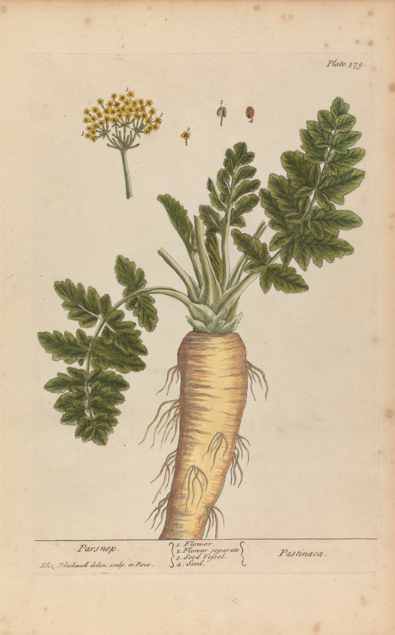 Pastinaca (Pasternakka), levy 379 teoksesta "A Curious Herbal", osa II, Lontoo, 1737 tekijältä Elizabeth Blackwell