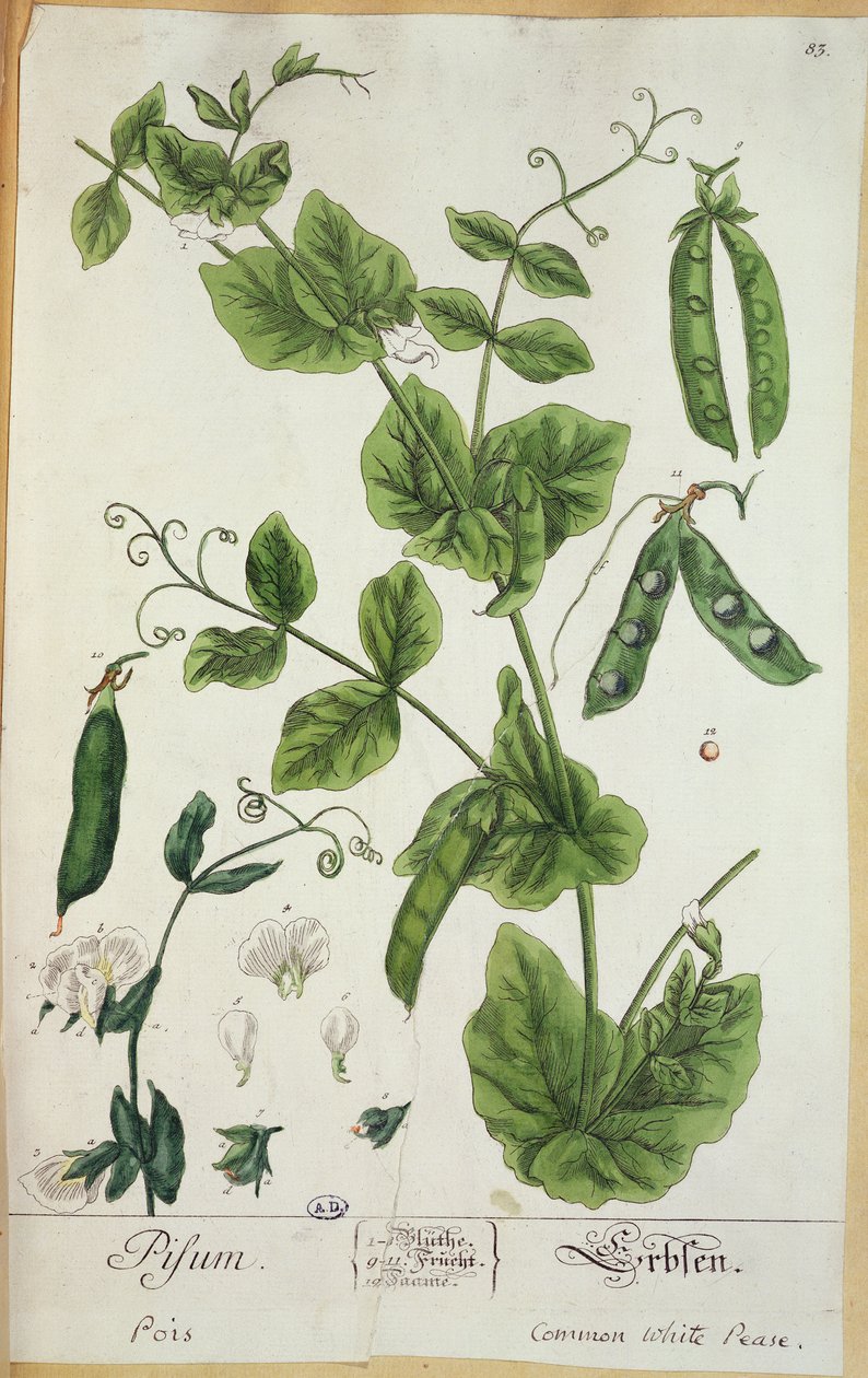 Herne, lautanen taiteilijan Herbarium Blackwellianumista, 1757 (kynä ja muste ja wc paperilla) tekijältä Elizabeth Blackwell