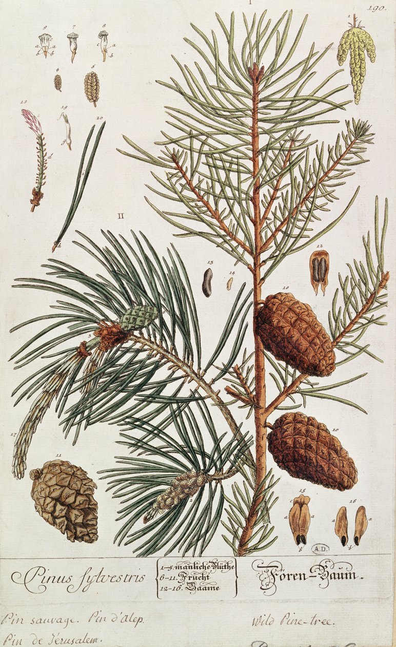 Pine Tree, kirjasta "A Curious Herbal", joka julkaistiin Nürnbergissä vuonna 1757 tekijältä Elizabeth Blackwell