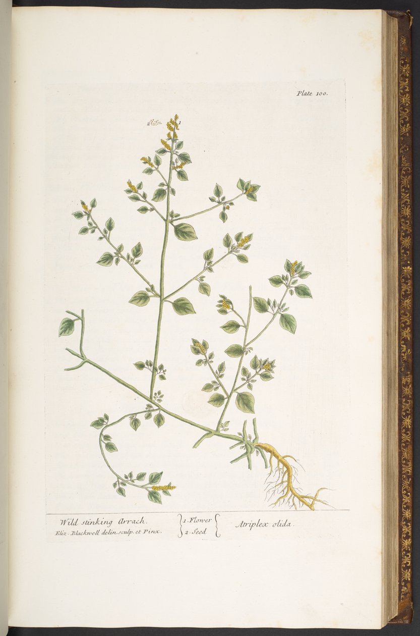Levy 100, "A Curious Herbal" tekijältä Elizabeth Blackwell