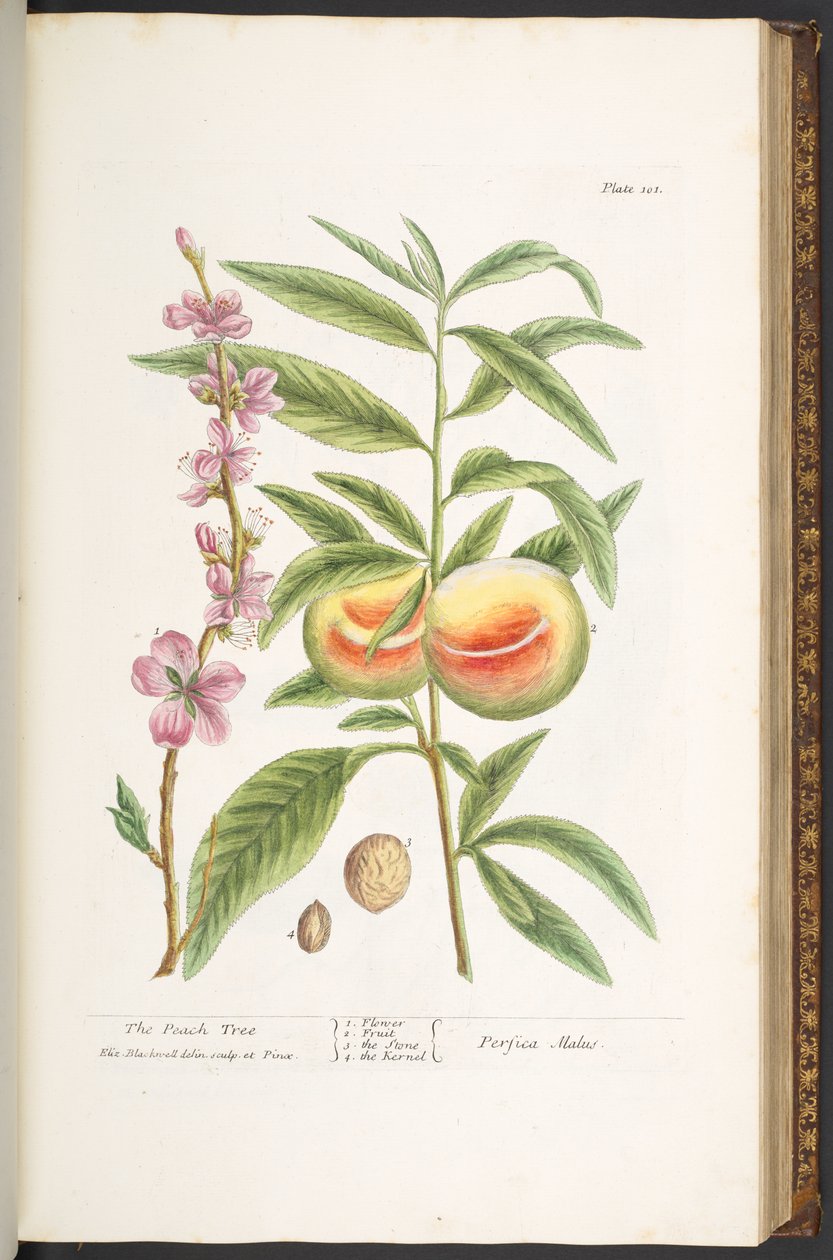 Levy 101, "A Curious Herbal" tekijältä Elizabeth Blackwell