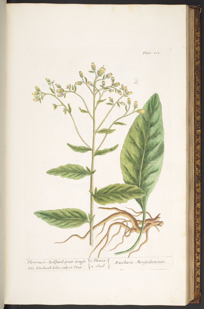 Levy 102, "A Curious Herbal" tekijältä Elizabeth Blackwell
