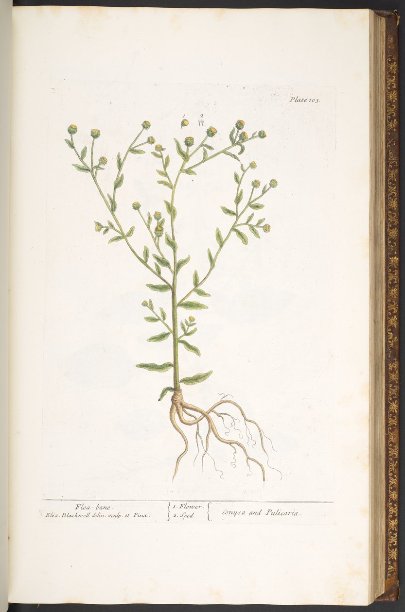 Levy 103, "A Curious Herbal" tekijältä Elizabeth Blackwell