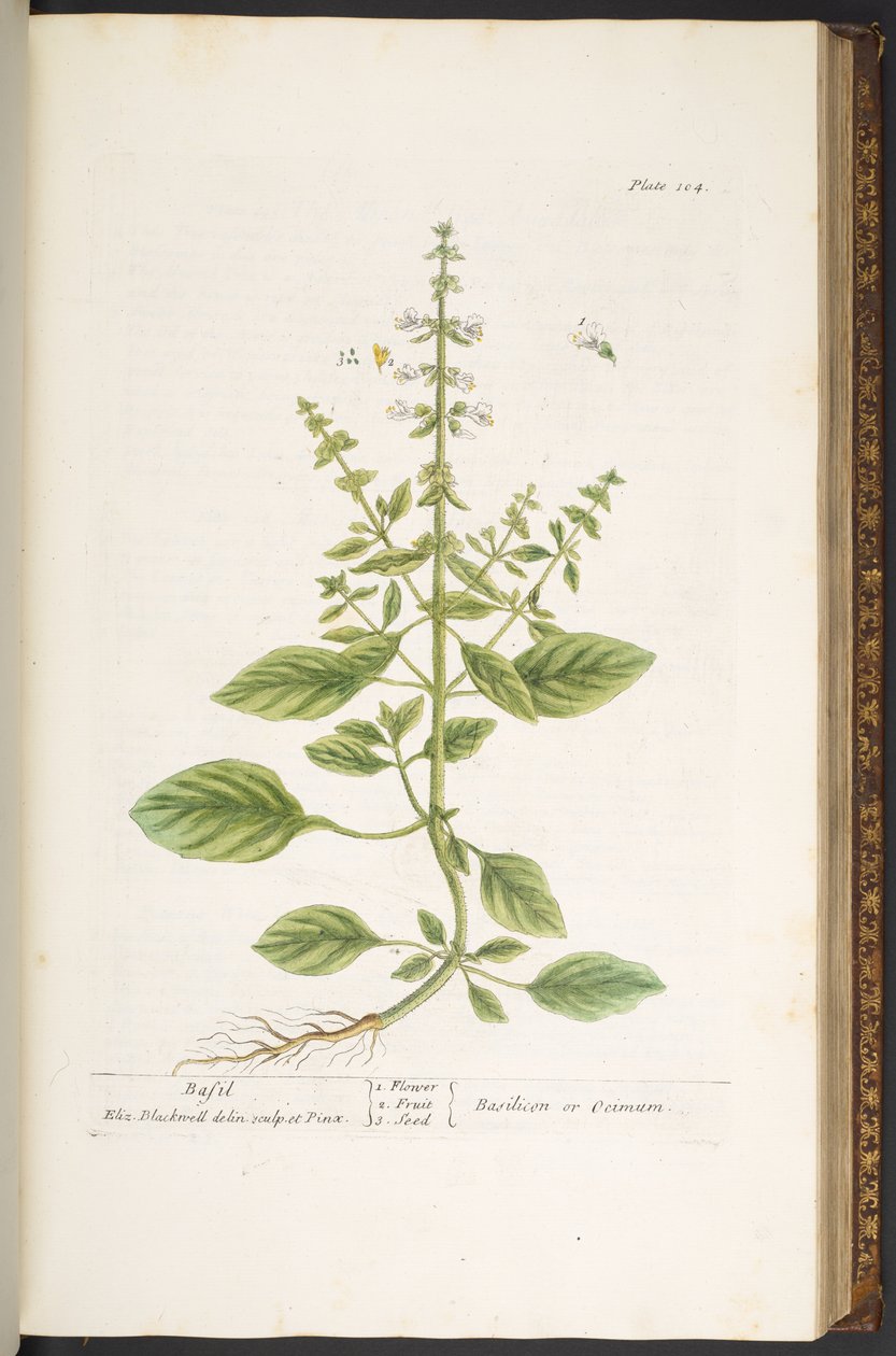 Levy 104, "A Curious Herbal" tekijältä Elizabeth Blackwell