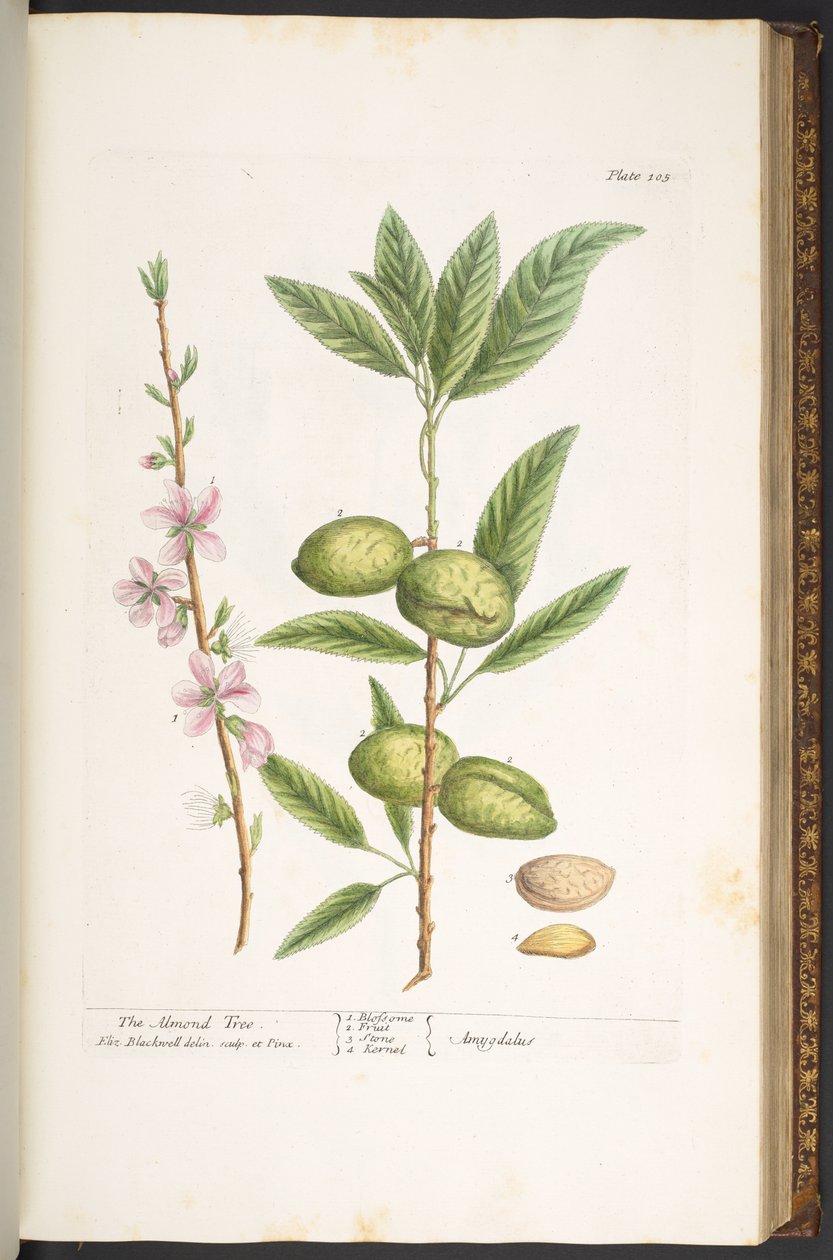 Levy 105, "A Curious Herbal" tekijältä Elizabeth Blackwell