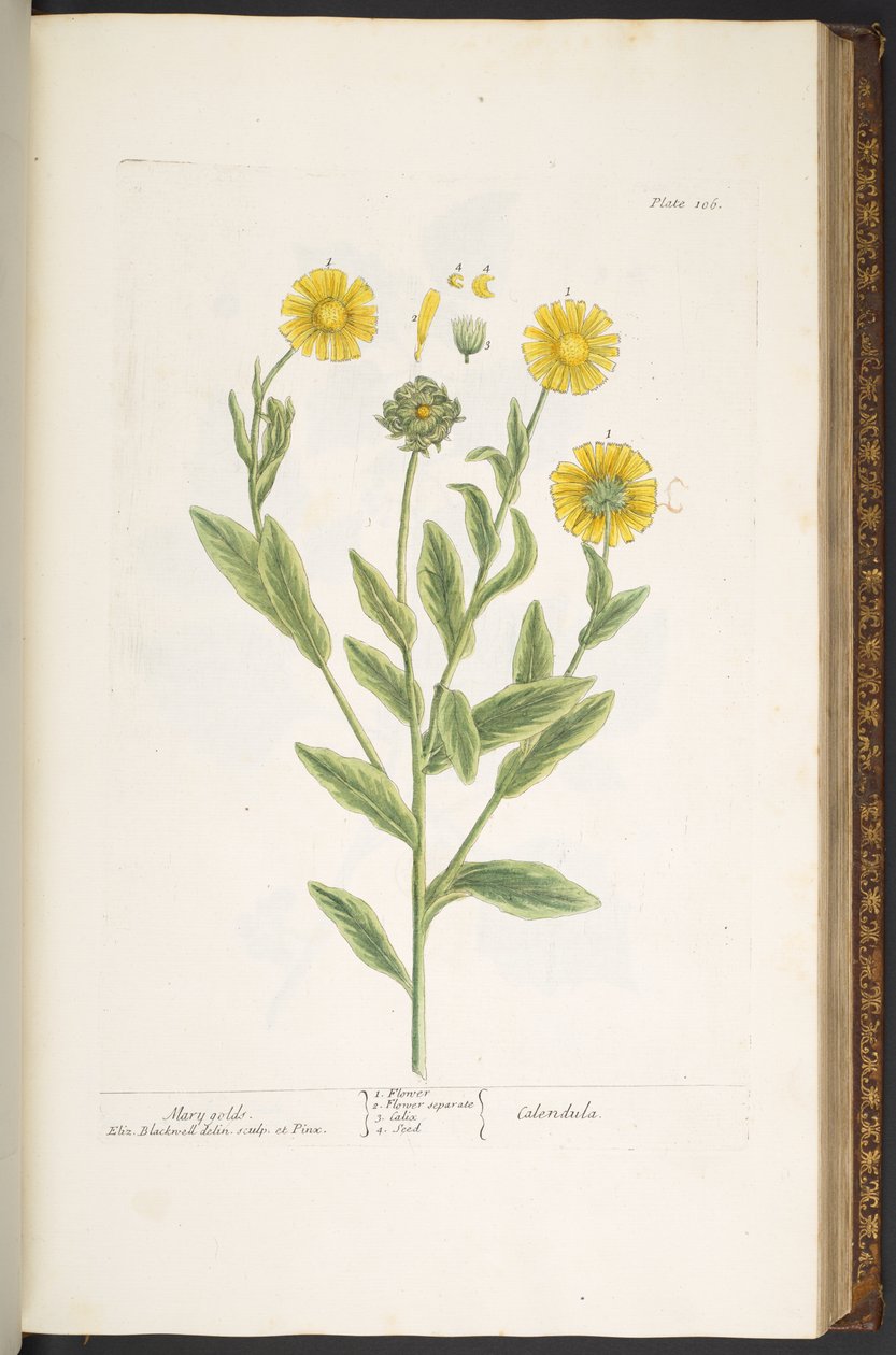 Levy 106, Mary Golds, "A Curious Herbal" tekijältä Elizabeth Blackwell