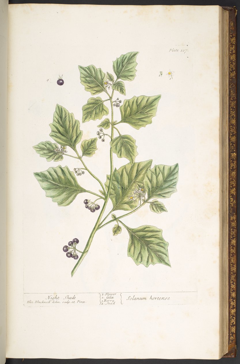 Levy 107, Night Shade, "A Curious Herbal" tekijältä Elizabeth Blackwell