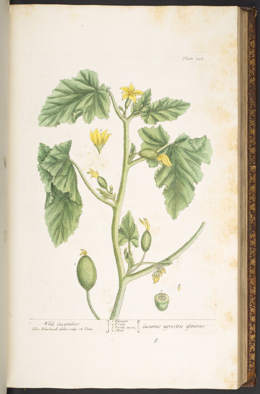 Levy 108, "A Curious Herbal" tekijältä Elizabeth Blackwell