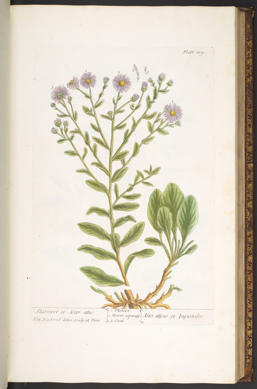 Levy 109, "A Curious Herbal" tekijältä Elizabeth Blackwell
