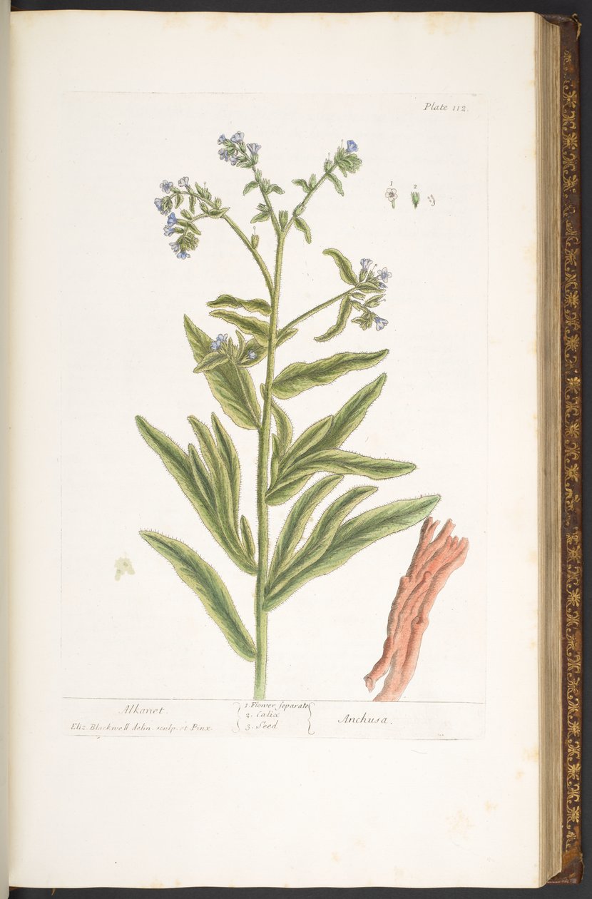 Levy 112, "A Curious Herbal" tekijältä Elizabeth Blackwell