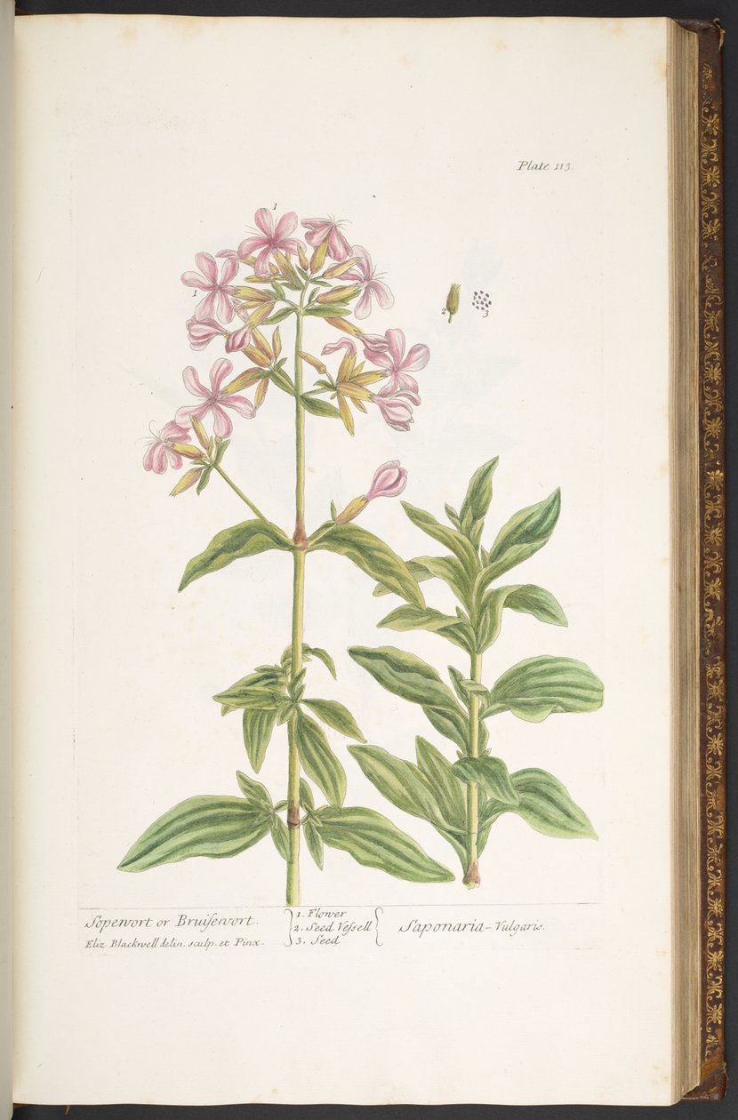 Levy 113, "A Curious Herbal" tekijältä Elizabeth Blackwell