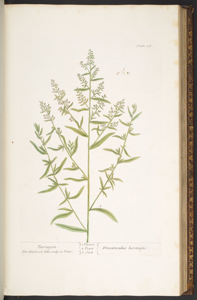 Levy 116, "A Curious Herbal" tekijältä Elizabeth Blackwell