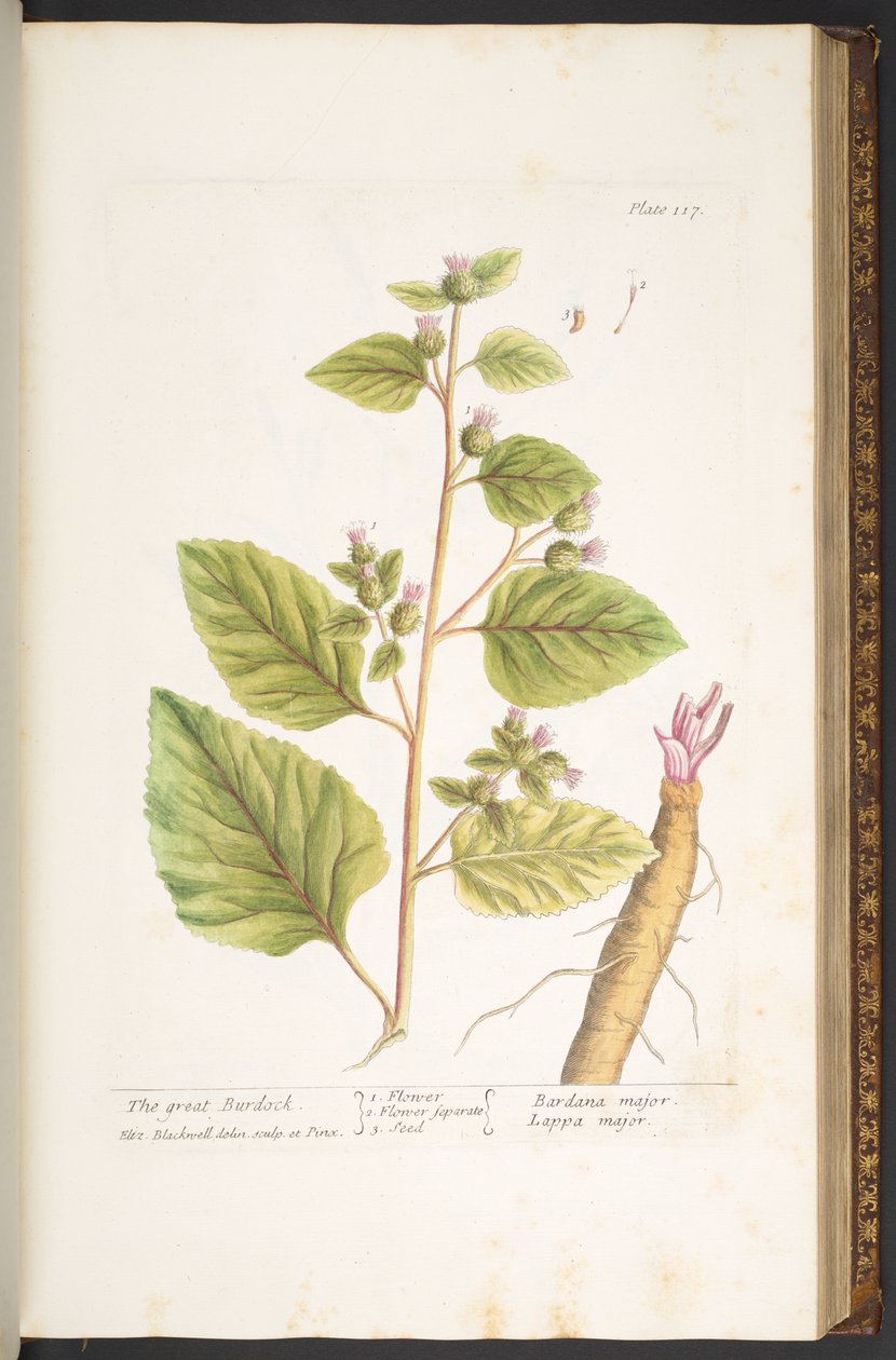 Levy 117, "A Curious Herbal" tekijältä Elizabeth Blackwell