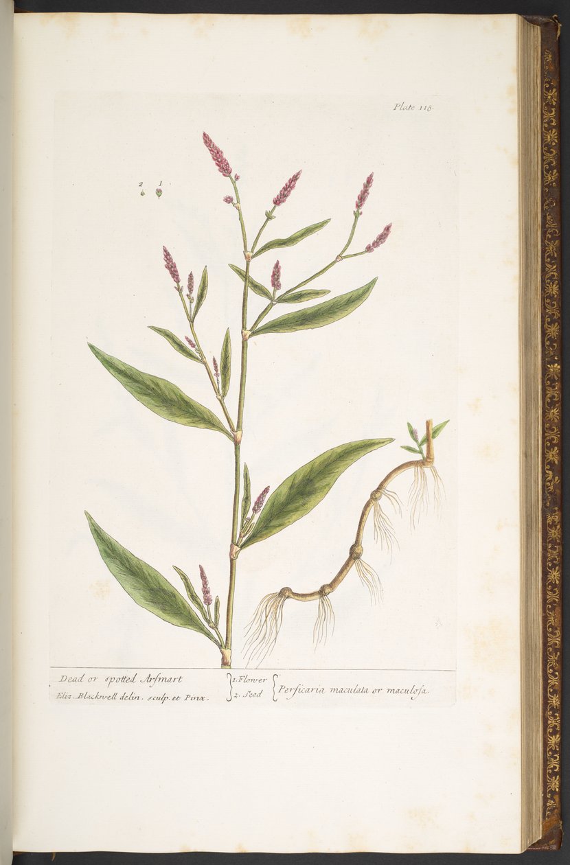 Levy 118, "A Curious Herbal" tekijältä Elizabeth Blackwell