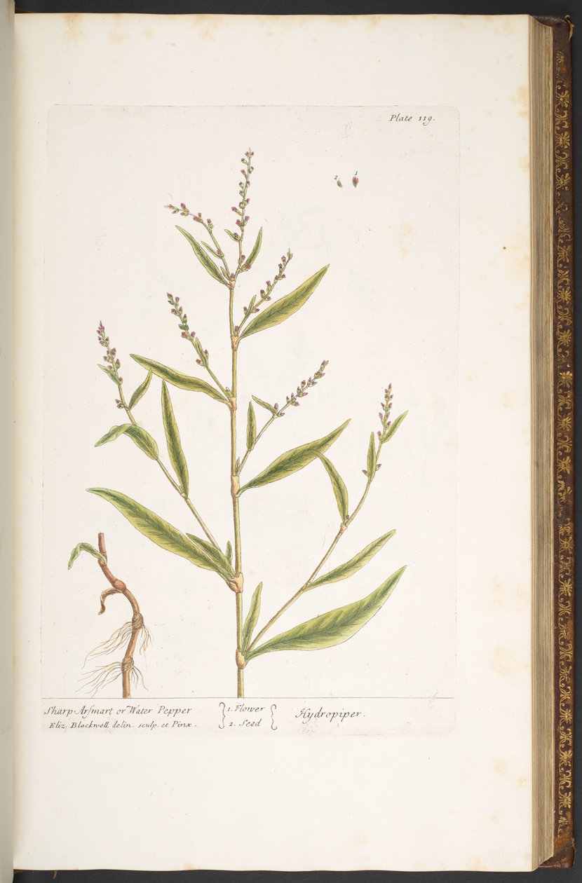 Lauta 119, Sharp Arsmart tai vesipippuri, "A Curious Herbal" tekijältä Elizabeth Blackwell