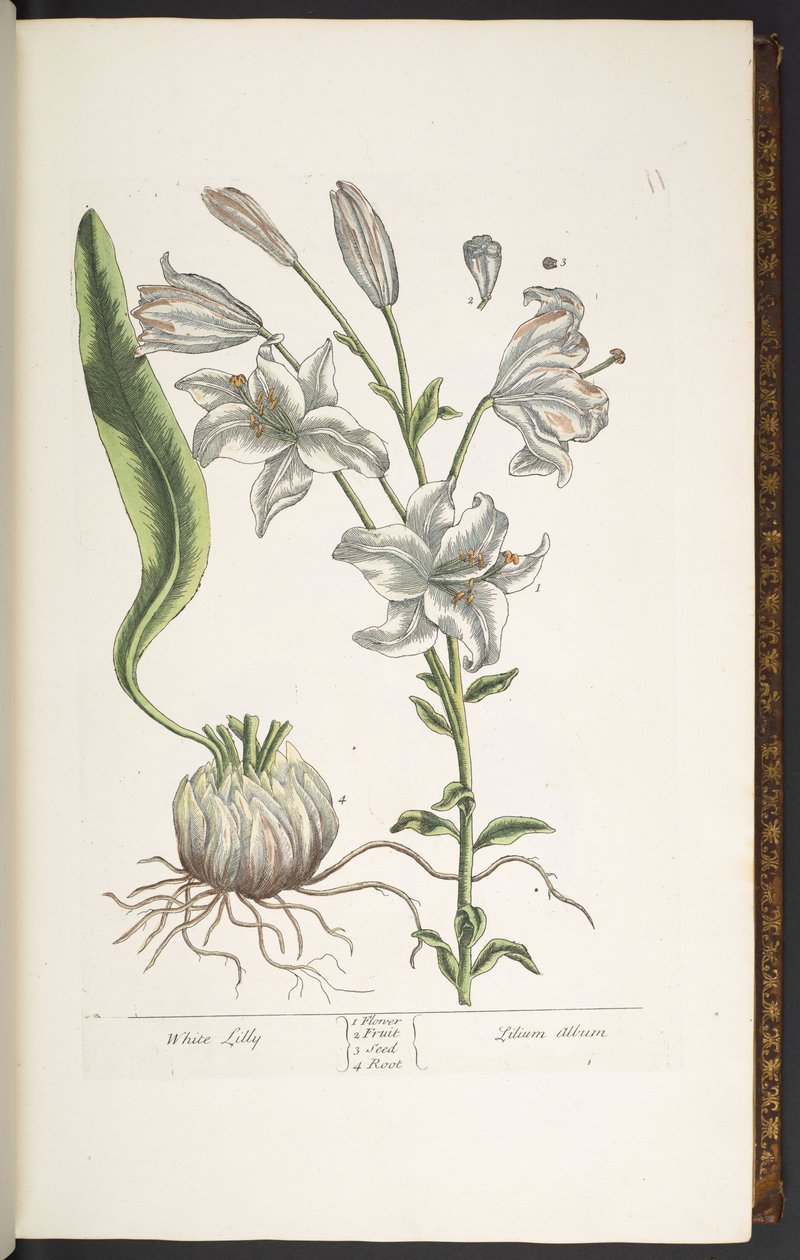 Lauta 11, valkoinen lilja, "A Curious Herbal" tekijältä Elizabeth Blackwell
