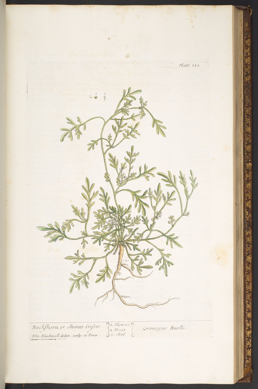 Levy 120, "A Curious Herbal" tekijältä Elizabeth Blackwell